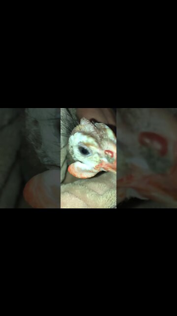 Disabled guinea fowl sits on owner’s lap while working. Warning dirt farm finger nails