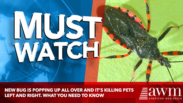 New Bug Is Popping Up All Over And It’s Killing Pets Left And Right. What You Need To Know