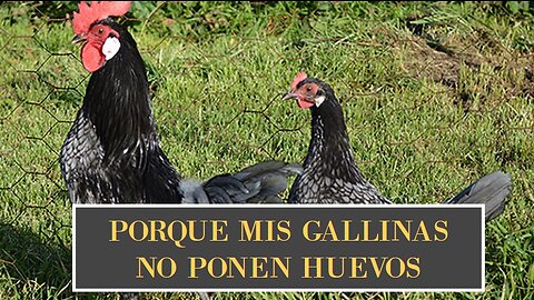 Porque mis gallinas NO ponen huevos y qué hacer para que vuelvan a poner tutorial