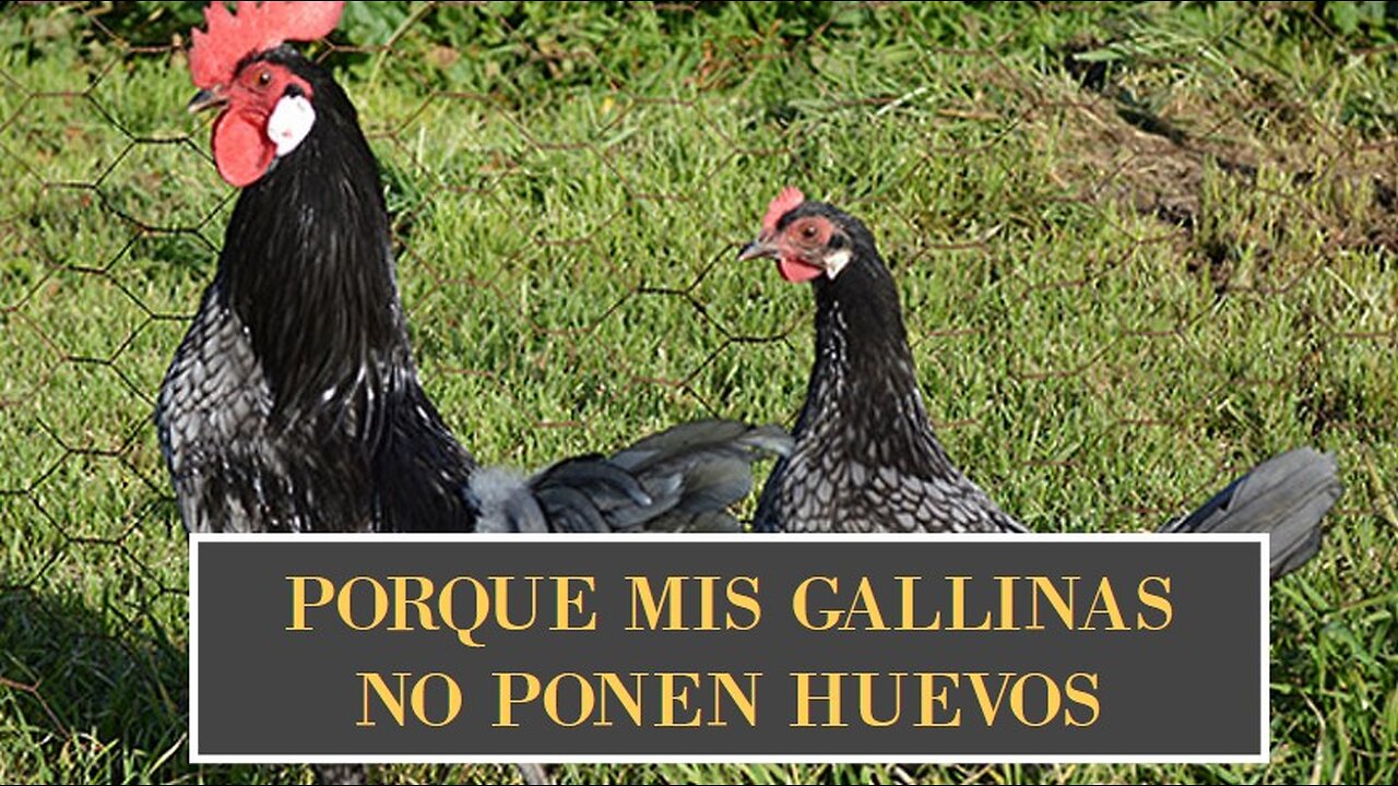 Porque mis gallinas NO ponen huevos y qué hacer para que vuelvan a poner tutorial