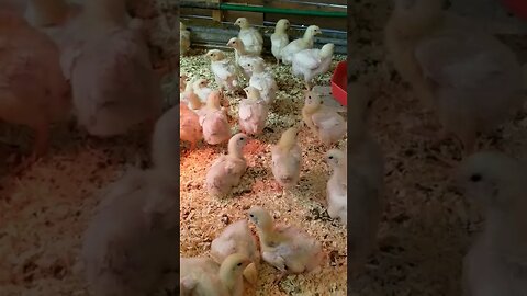 #cornishcross #meatchickens #meatbirds #chickens #homesteading #farm #farmanimals #farmlife