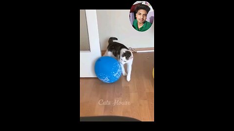 cat gunny