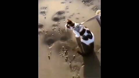 Nope! Gotta evade!