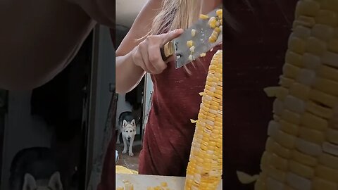 We've been busy canning 200 ears of corn! #foodpreservation #canning #homesteading #corn