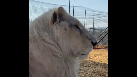 Rare White Lion - Daily Dose of Nature