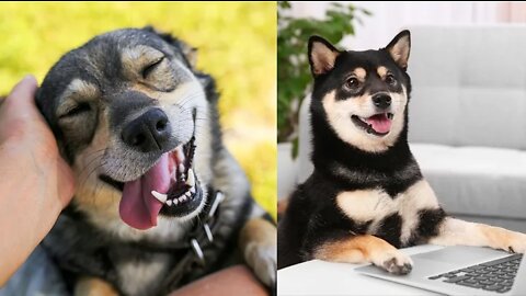 Dog 🐕 Vs hen Fight - Funny Dog Fight Videos