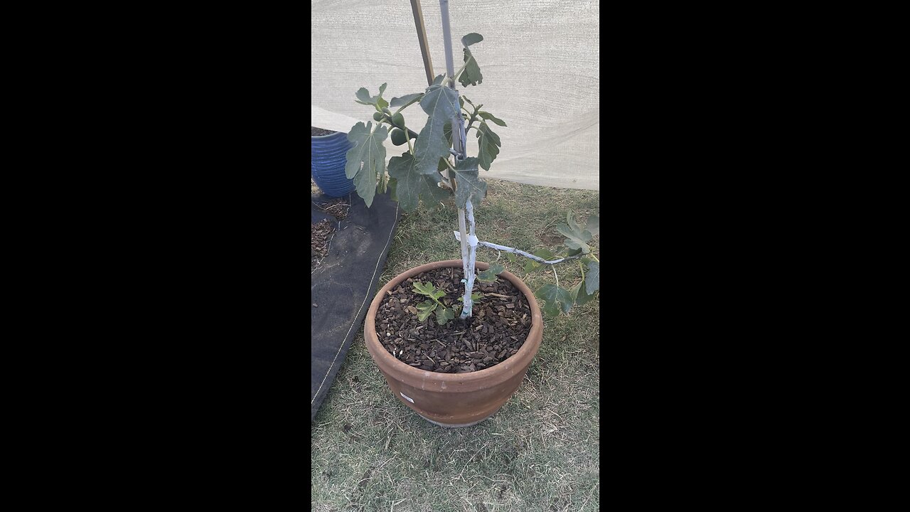 Figs in pots.