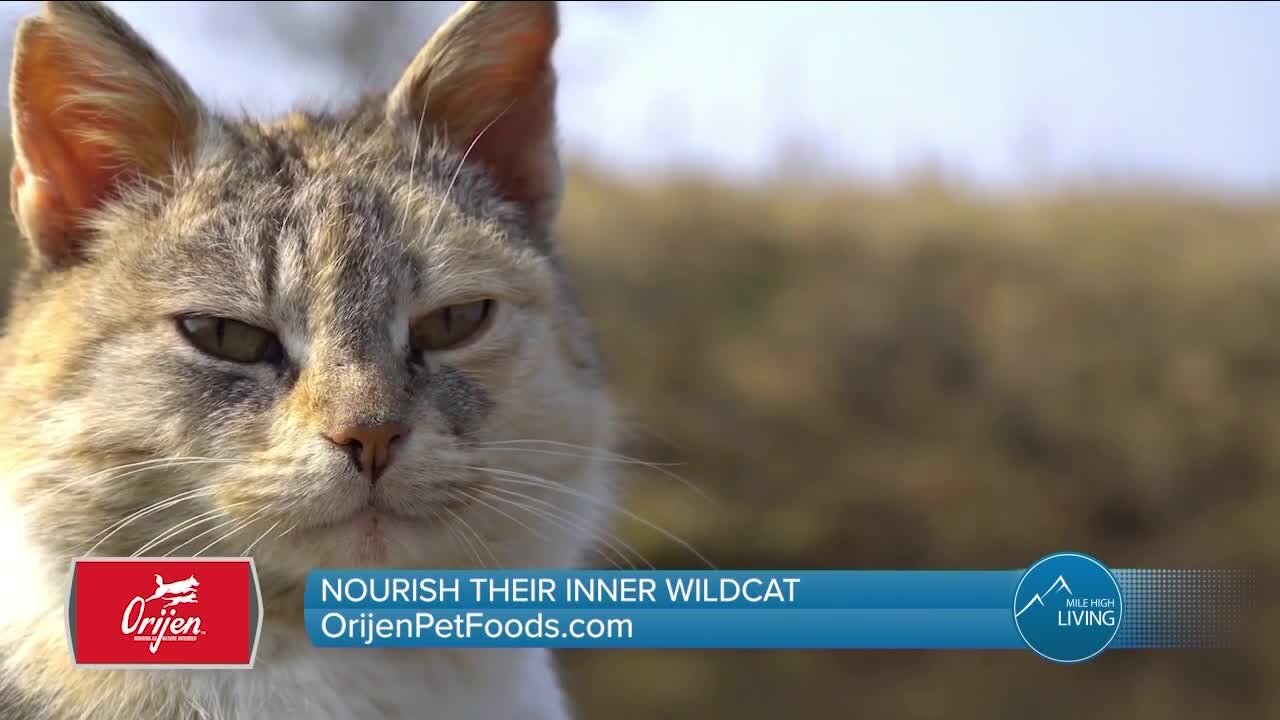 Nourish Your Cat // Orijen