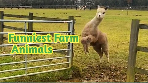 Funniest Farm Animals