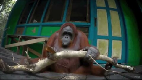 Wild Orangutan sawing a branch