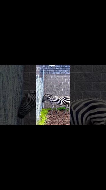 A zebra with some strong stripes