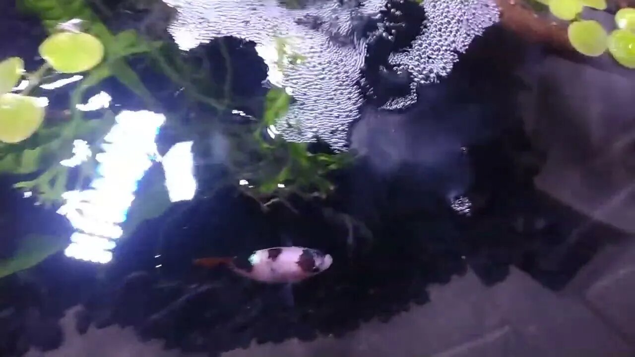 Indoor Betta Barrel Pond With Beautiful Koi Female