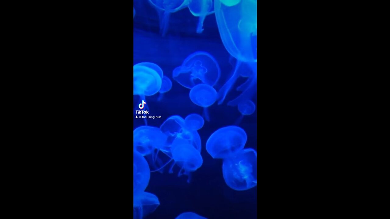 Mesmerizing Nighttime Journey Under the Sea