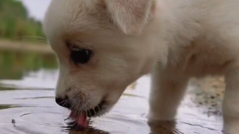 Cute baby dog (puppy) drinking water