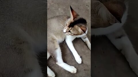 cute cat