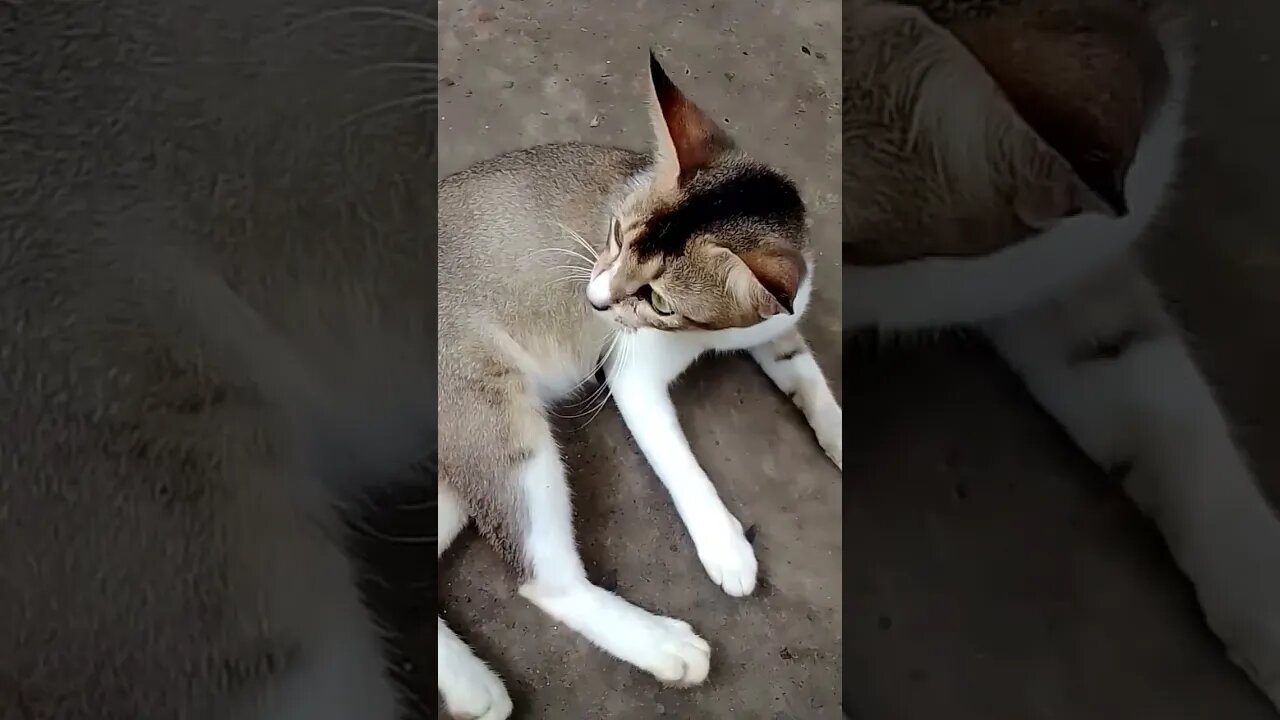 cute cat