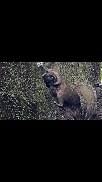 Baby squirrel falls off tree and gets rescued by mama