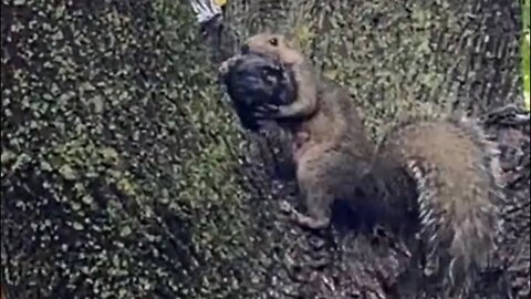 Baby squirrel falls off tree and gets rescued by mama