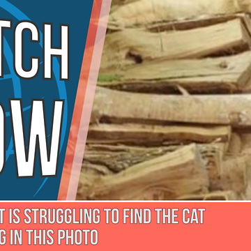 The Internet Is Struggling To Find The Cat That's Hiding In This Photo