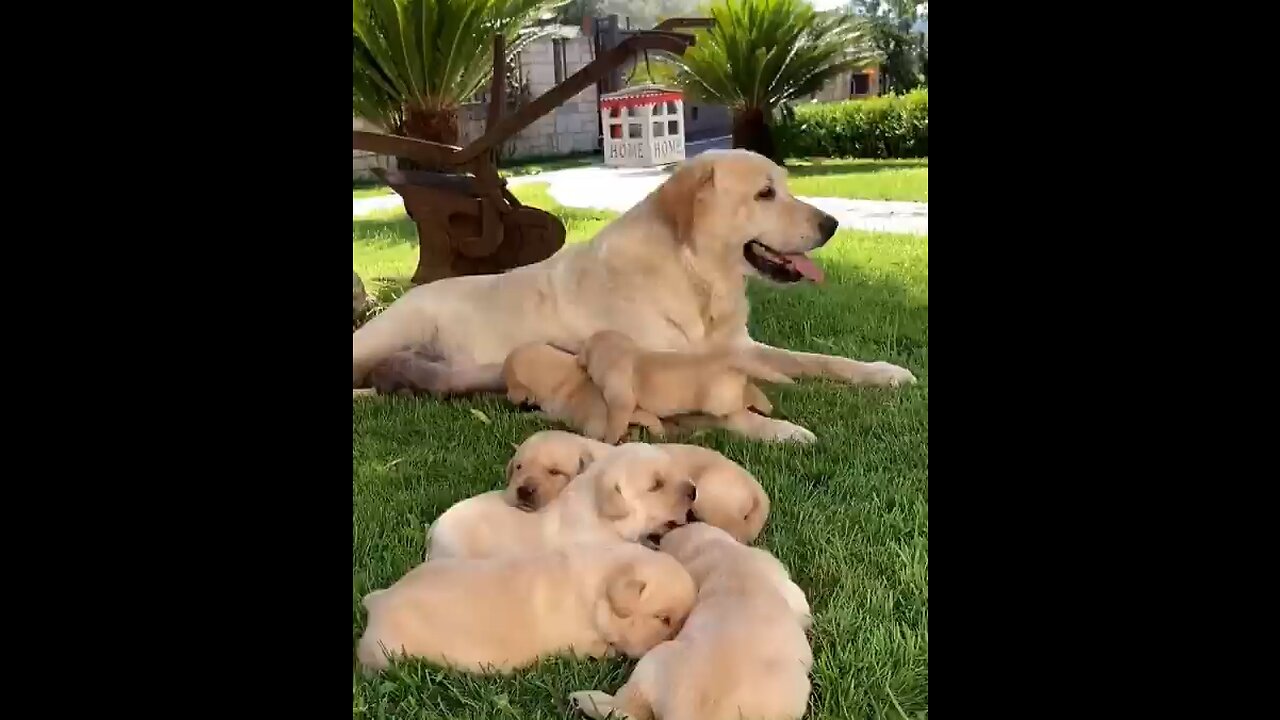 How many new dog living life……😊
