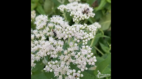 Boneset (Eupatorium perfoliatum)