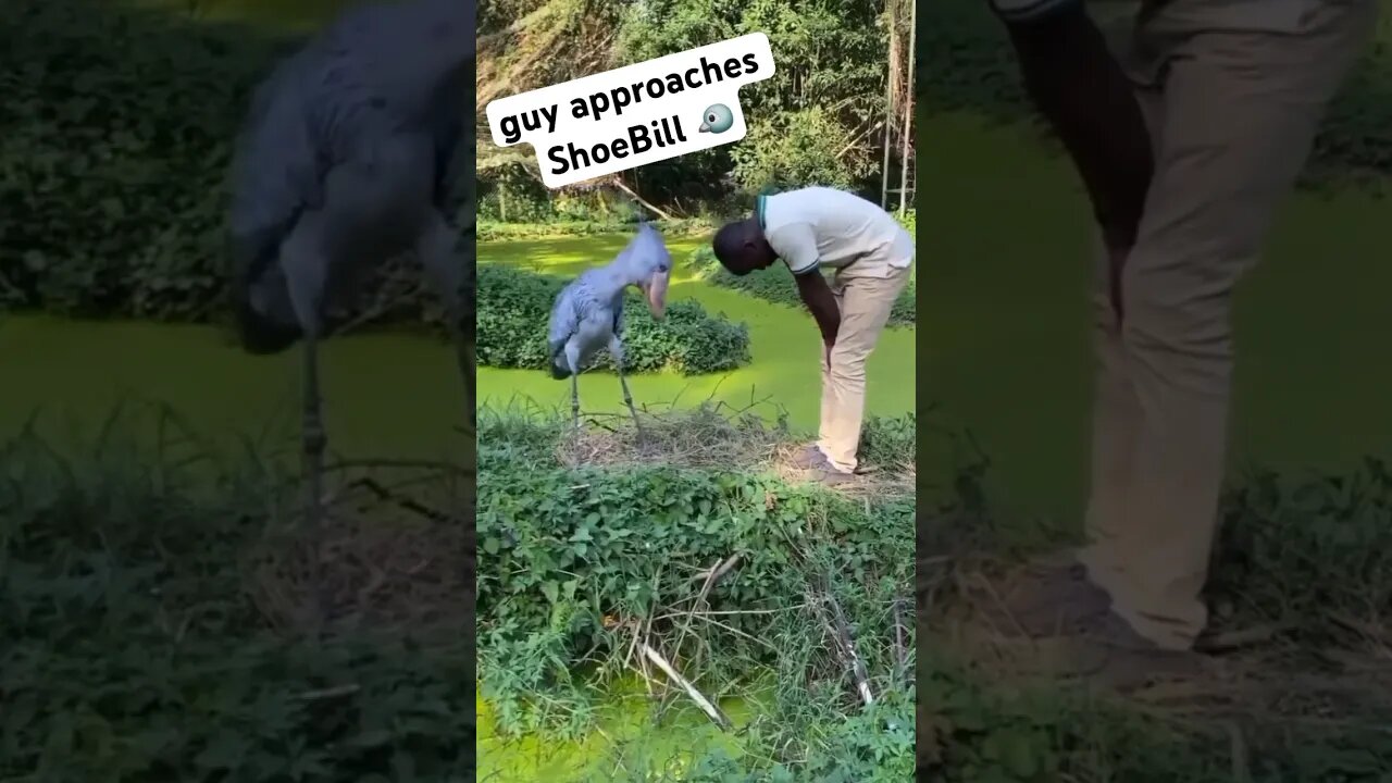 Guy approaches ShoeBill then this happened!
