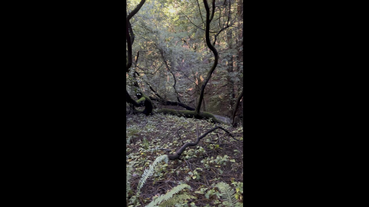 Tree Grows on Ground