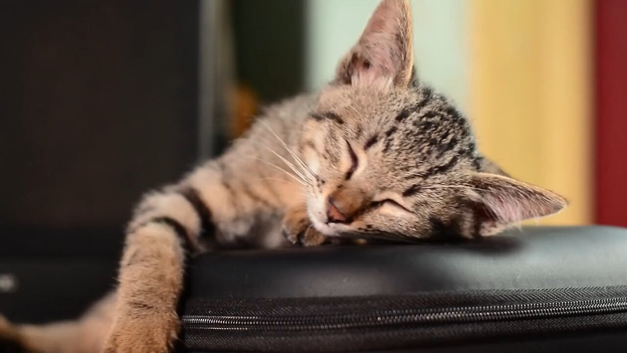 cat sleepping