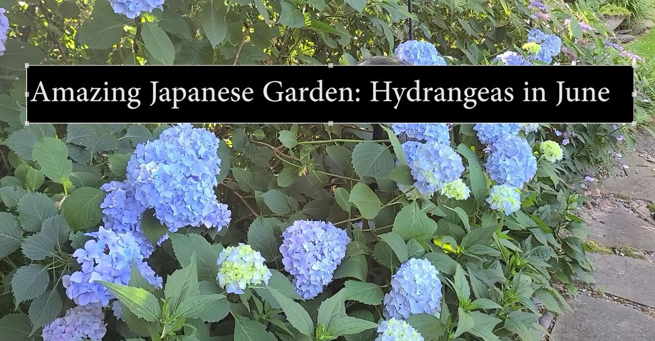 Amazing Japanese Garden: Hydrangeas in June