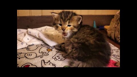 Orange Kitten Stuck Under Sleeping Sister