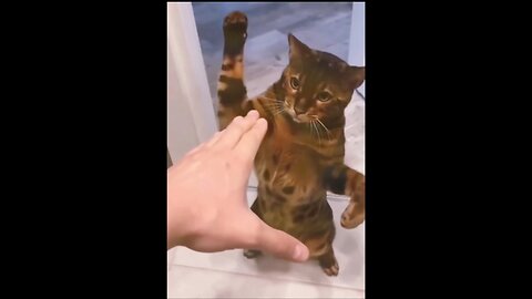 Funny cat fighting with his owner, Cute kitten funny moments compilation