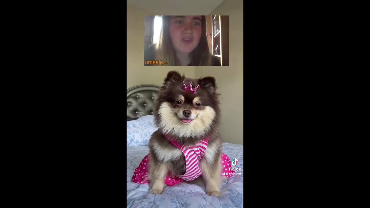 Hilarious TikTok Pups Take Over Omegle.