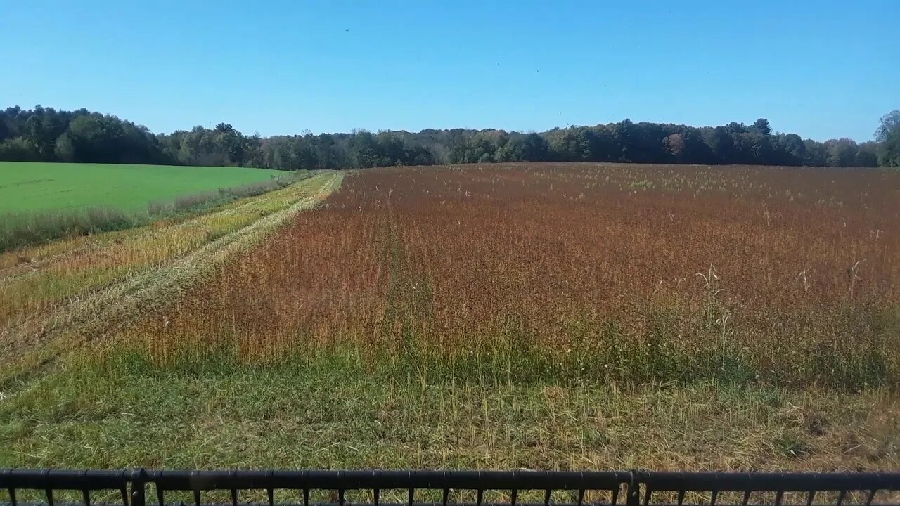 Buckwheat Harvest