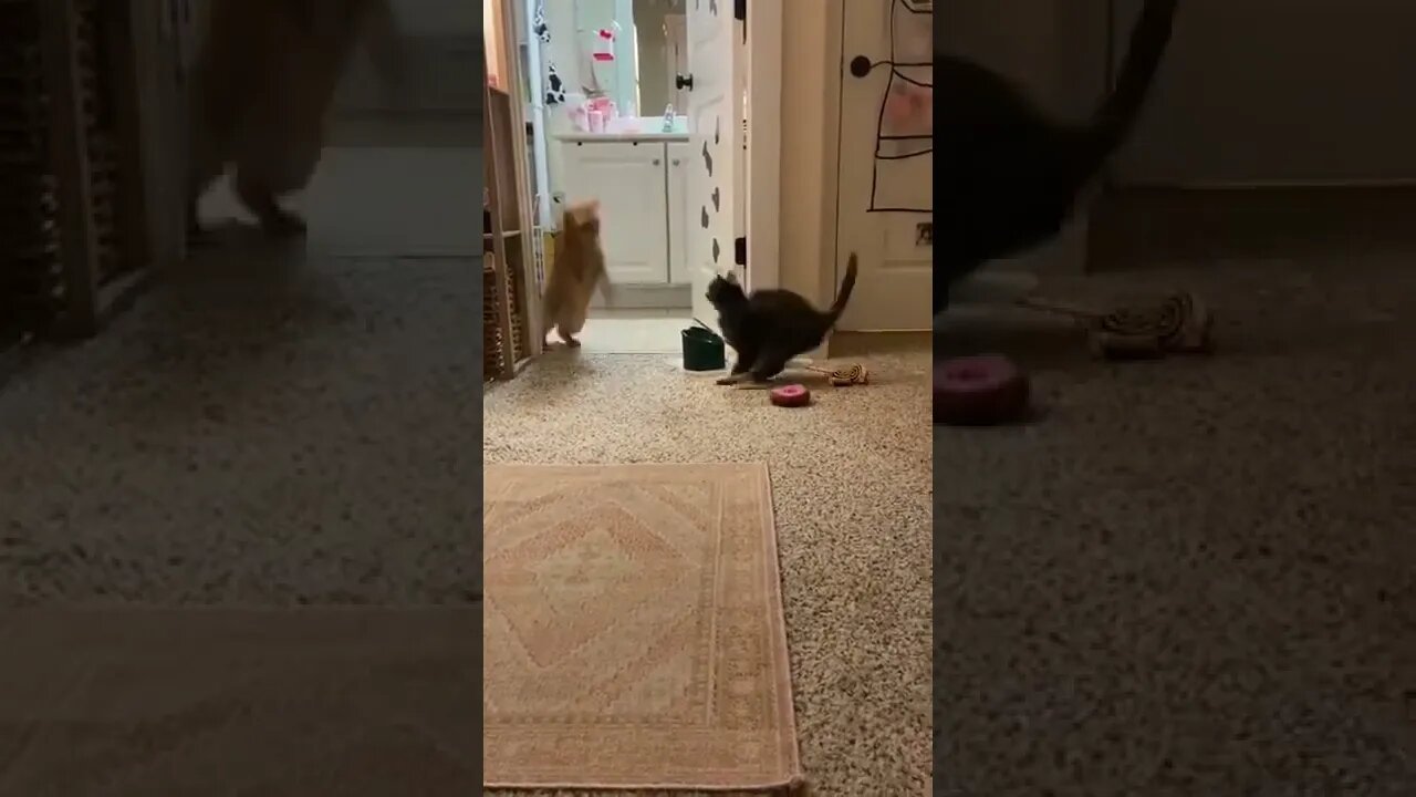 Advanced Cat Ninja Moves show