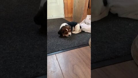 After coming in from her first ever play outside!