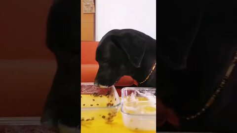 Cute Dog Labrador Eating With Passion