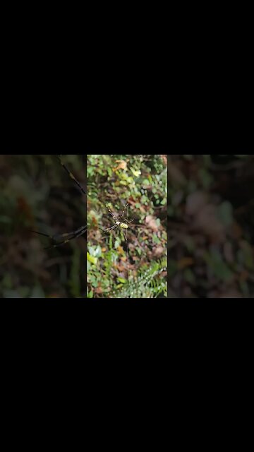 Invasive but beautiful: Georgia Joro Spiders