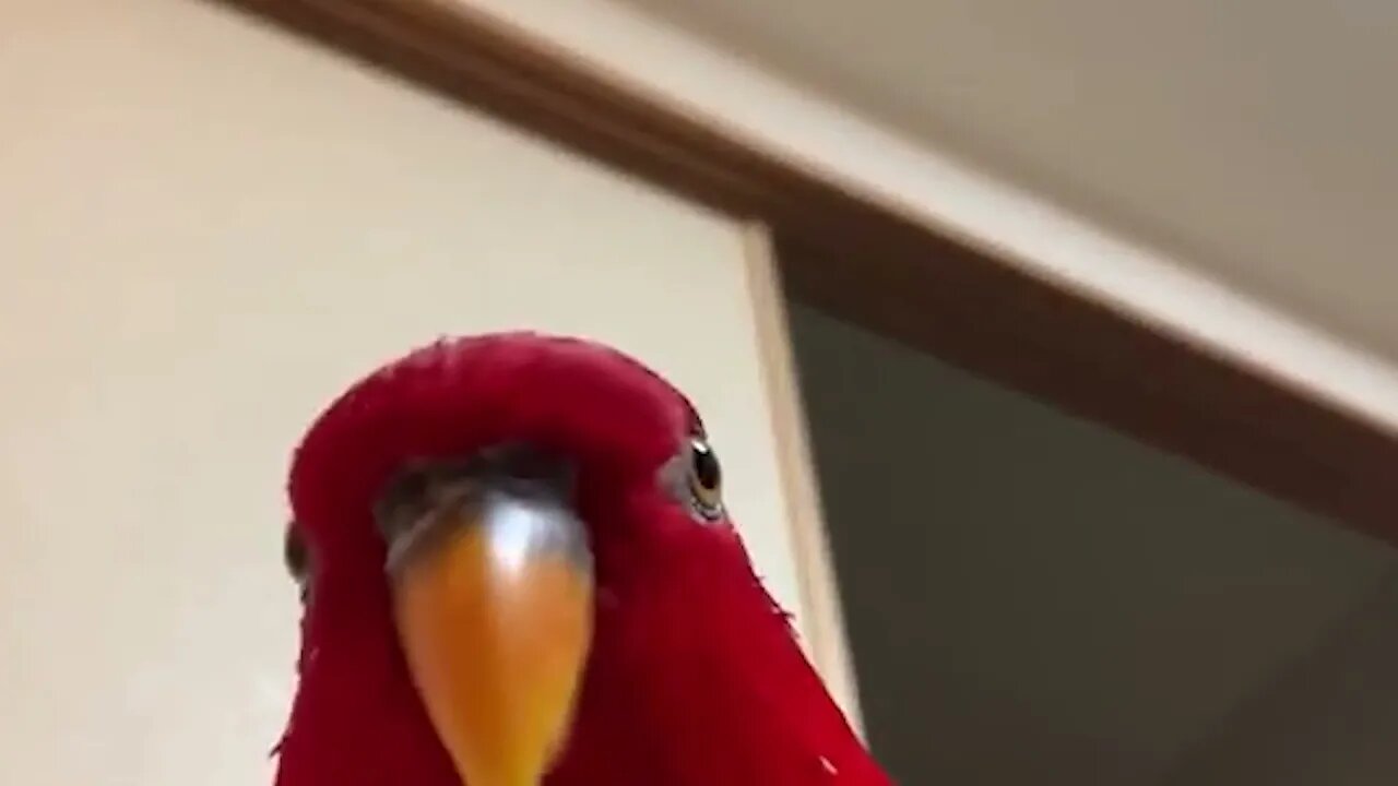 What the RED BIRD doing MEME!