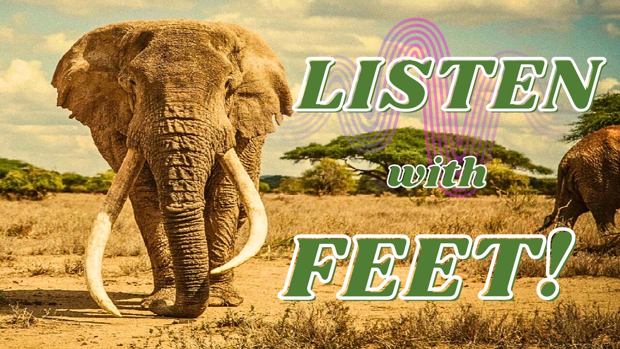 Elephants listen, with feet! - Low Frequency Rumbles