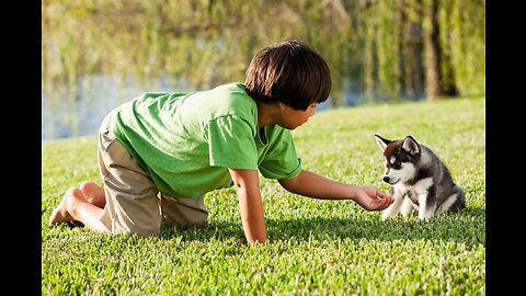 Cute Babies Playing With Dogs