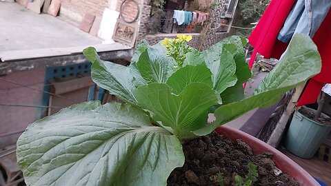 mustard leaf