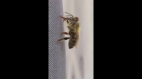 Abeille