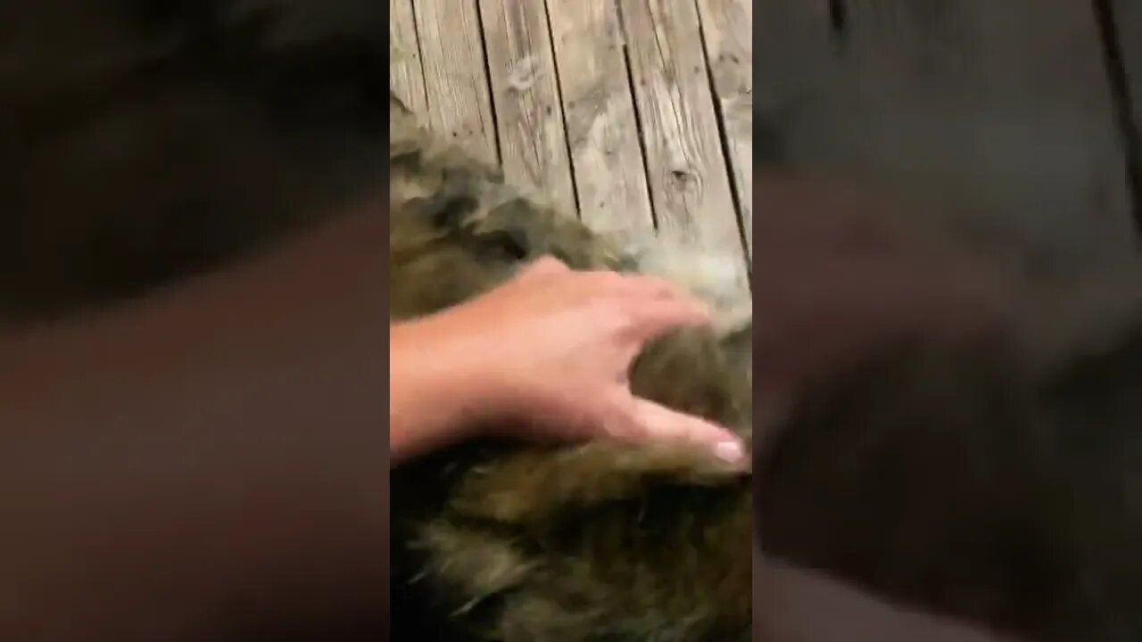 Helping a GSD blow a coat!