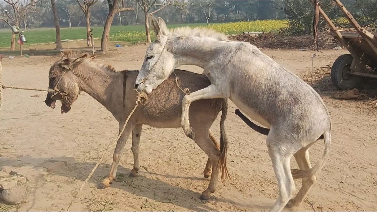Donkey meeting Animal meeting