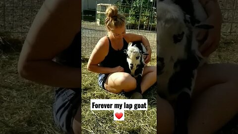 #goats #homesteading #farmanimals #cuteanimals #homesteadlife #farm #farmlife