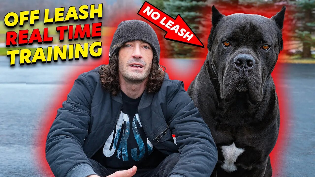 Off Leash Cane Corso REAL TIME Training AMAZING