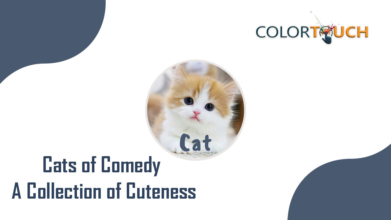 Cats of Comedy A Collection of Cuteness !!!