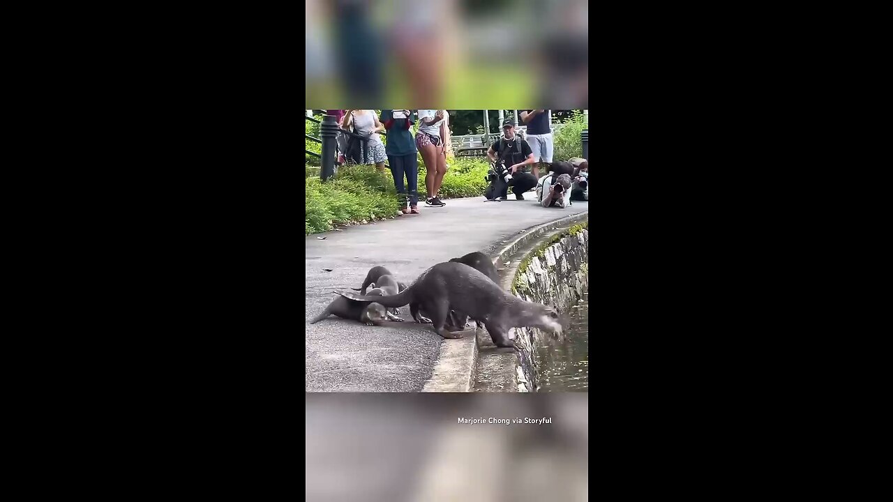 Baby Otters 🦦