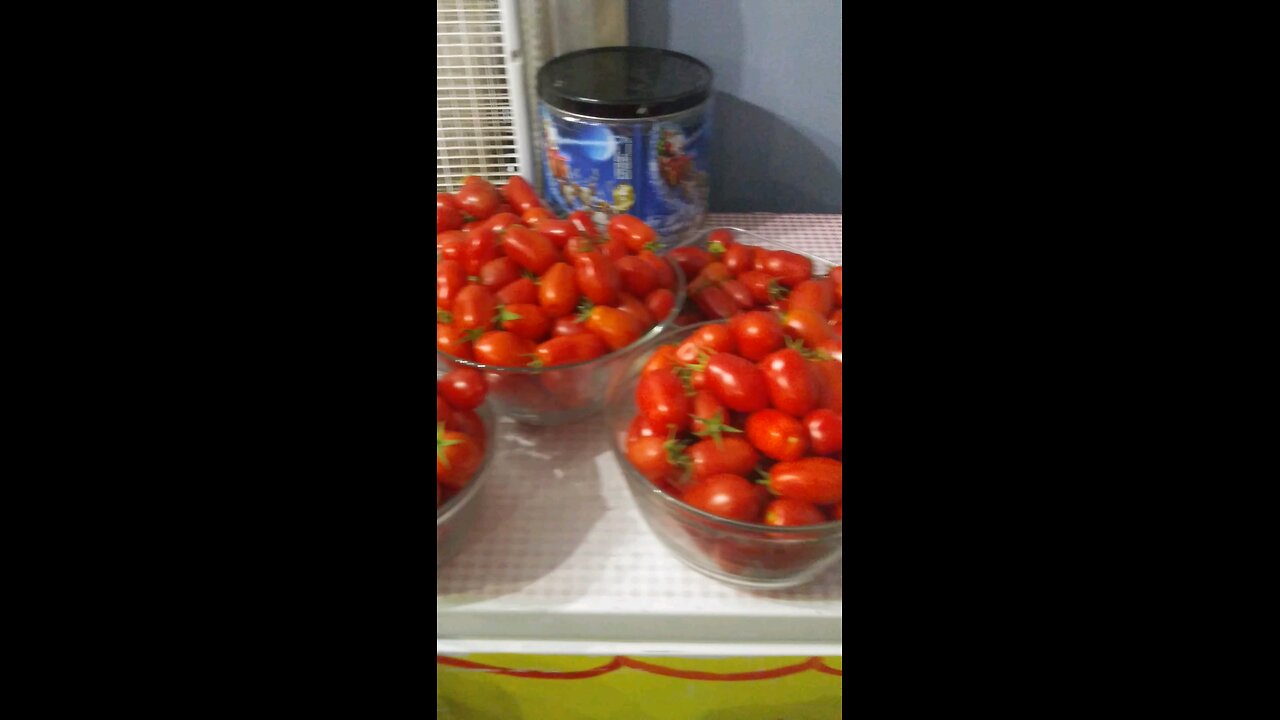 roma tomato Harvest