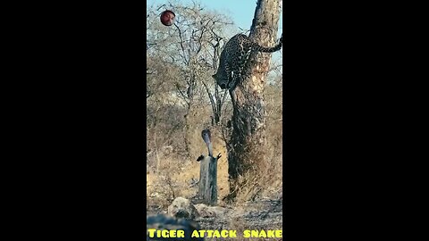 tiger attack snake 🐍